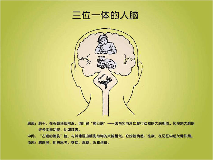 思维导图，科学思维，升级大脑